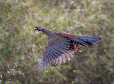 Charata pava de monte alas extendidas en vuelo