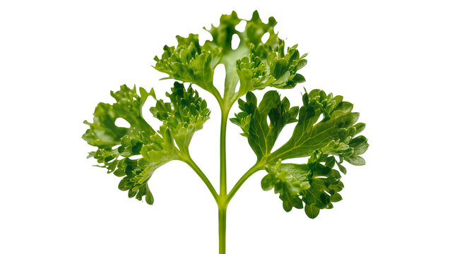 Isolated fresh green curly parsley sprig, a popular culinary herb for seasoning and garnish