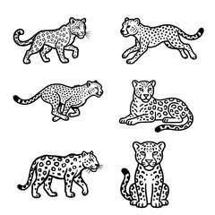 Set of leopard and cheetah line art illustrations isolated on white background for wild animal coloring book page design © Zargony click's 