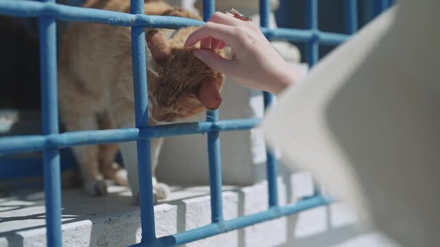 Woman Petting Orange Cat Through Blue Bars in Sidi Bou Said, Tunisia