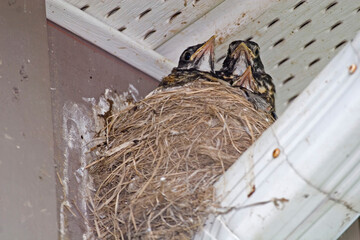 American Robin, Turdus migratorius, chicks in the nest © Harold Stiver