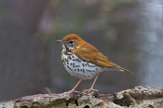 Wood Thrush, Hylocichla mustelina, close up view