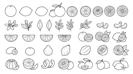 Minimalist citrus fruit line art collection, 35 hand drawn lemon and orange icons, black and white botanical vector set for kitchen branding © Dream Time Studio