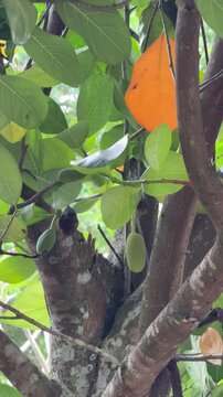 Young green jackfruit growing on tropical tree with orange leaf
