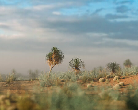 Yucca trees in an arid foggy wide landscape under a sky with clouds during golden hour. 3D rendered image.