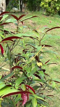 Excoecaria cochinchinensis plant with green and red leaves in garden