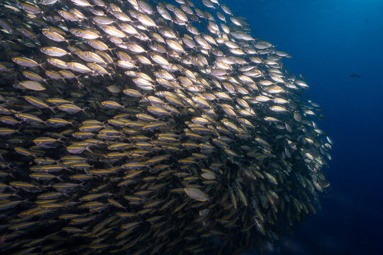 Large school of baitfish swimming in a dense bait ball formation in the open ocean. 