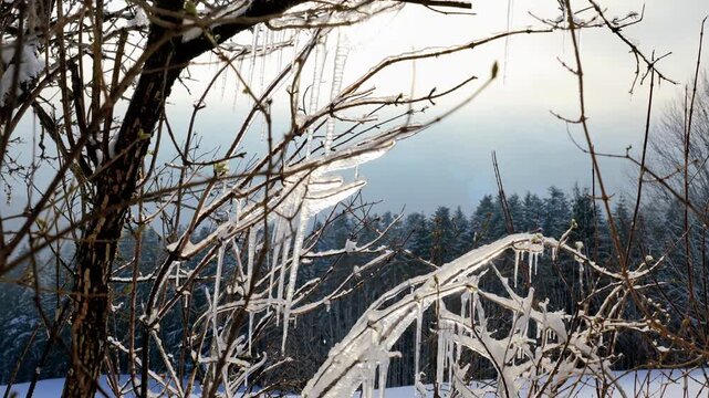 A close-up of branches covered in ice and icicles in a cold winter landscape. The icicles, hanging from the branches like glass sculptures, capture the icy stillness of winter