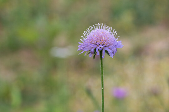 Field Scabious Wildflower Blooming in a Summer Meadow