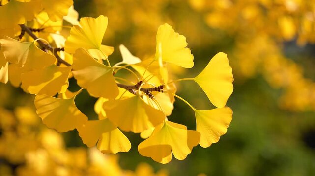 Golden ginkgo leaves autumn nature motion background clip
