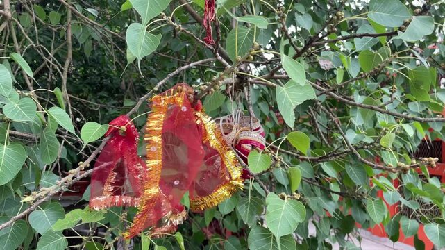  Peepal Tree leafs blow with wind near nadaun city himachal pradesh india 01
