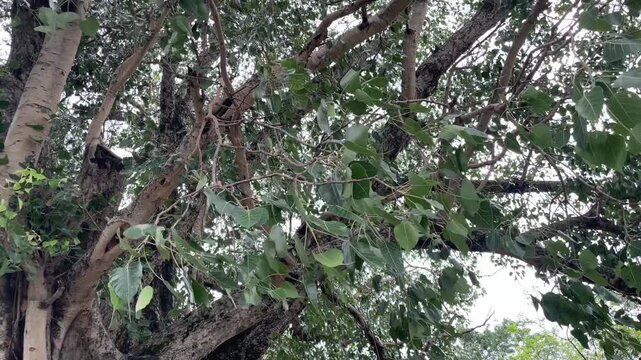  Peepal Tree leafs blow with wind near nadaun city himachal pradesh india 01