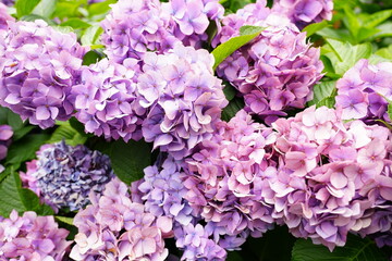 Fototapeta premium Vibrant Purple Hydrangea Flowers Blooming in Full Bloom with Raindrops - 雨上がりに咲き誇るきれいな紫色の紫陽花の花 