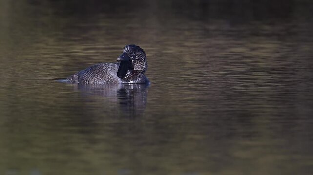 A Musk Duck swims toward the camera in a semi‑circle and turns its head, showing natural behaviour in calm wetland water.