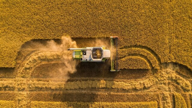 Agriculture - Aerial View of Combine Harvester Cutting Through Golden Wheat Field Creating Dust Cloud