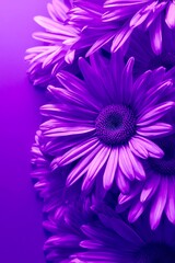 Vibrant purple daisies bloom with radiant petals