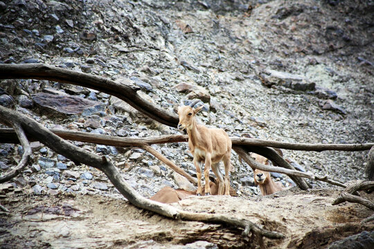 Mountain Goat