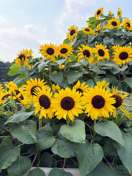 Sunflowers blooming against a blue summer sky