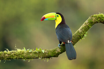 Fototapeta premium The keel-billed toucan (Ramphastos sulfuratus), also known as rainbow-billed toucan or sulphur-breasted toucan