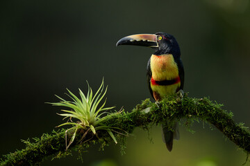 Obraz premium Collared Aracari Perched on Mossy Branch in Costa Rica