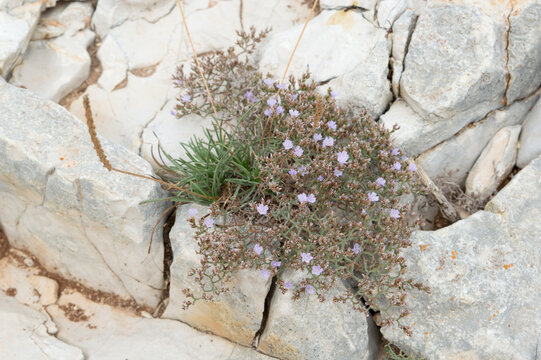 Wild sea lavender (Limonium sp.) growing on limestone rocks of Dugi Otok, Adriatic sea, Croatia