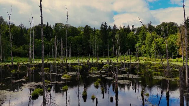 Aerial view of a mysterious swamp with dead trees, lush green forest, and reflections in dark water. Mood is eerie, calm, nature, wilderness, environment, ecology. Use for nature, environment, travel,