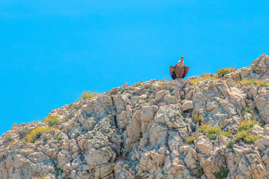 Griffon vulture standing proudly on rocky cliffs against a clear blue sky in Mali Bok beach, basking in the sun in its natural habitat in the Adriatic Sea on Cres Island in Croatia