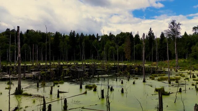 Natural Scenery of a Mysterious Swampland with Dead Trees and Cloudy Sky