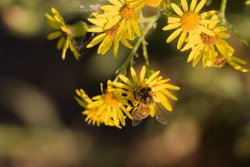 A Western honey bee foraging for pollen and nectar on yellow common ragwort flowers in a sunny meadow. © KentWildLens