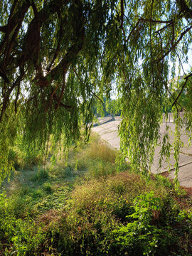 Green willow tree branches hanging down over a summer park
