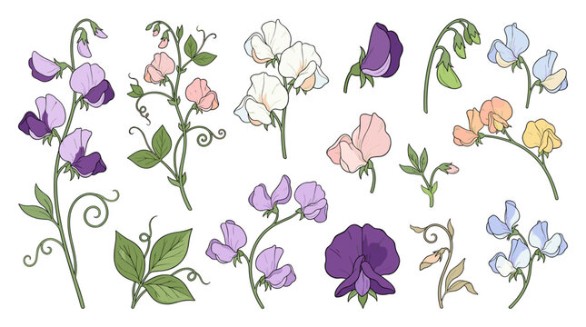 Premium Botanical Sweet Pea Flower Collection Isolated Vector Set Lathyrus odoratus Pastel Blossoms