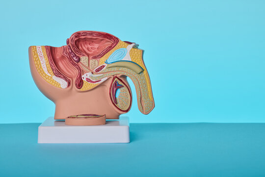 Detailed anatomical model of male reproductive system and pelvic organs cross section on blue background. Urology diagnostics of prostate cancer and urethritis.