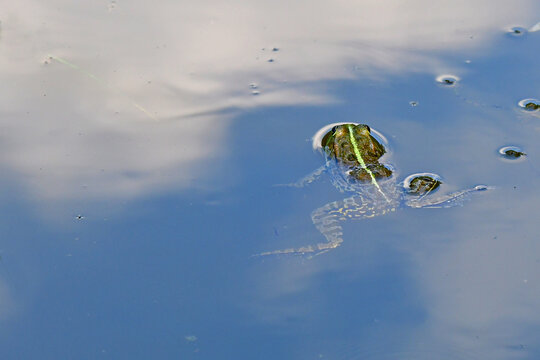  marsh frog in a pond in Germany