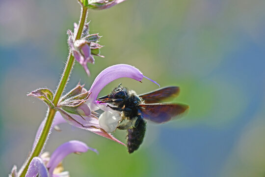carpenter bee on a clary sage flower in summer in Germany