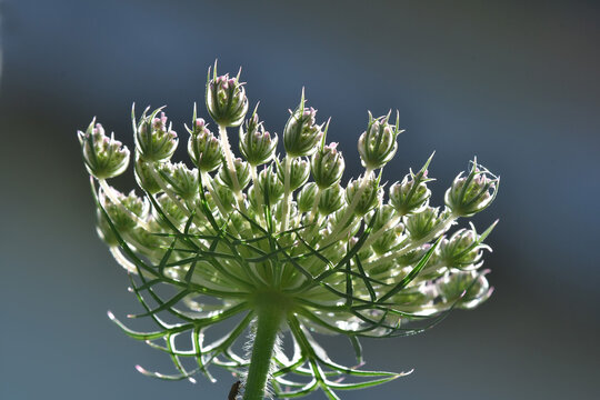 wild carrots flowers in back-lighting
