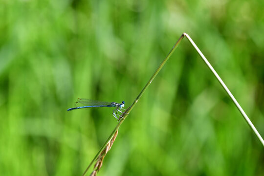 Azure Azure Damselfly sitting on a plant