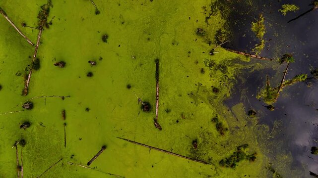 Aerial Overhead View of Swirling Algae and Deadwood in a Polluted, Murky Water Body