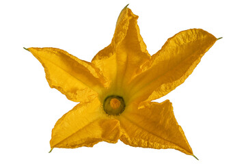Fototapeta premium Bright yellow cucurbit blossom with five pointed wrinkled textured petals