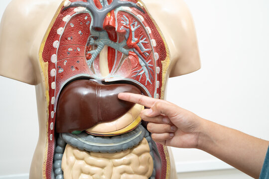 Student teenage learning anatomy biology with human body model in classroom at high school.