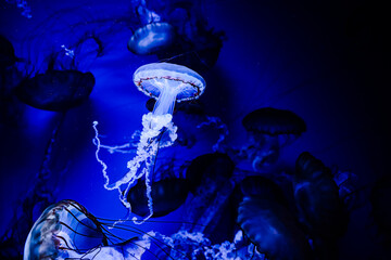 Colorful jellyfish swim gracefully in a dark aquarium under blue lights during an evening visit in the ocean exhibit © ir1ska