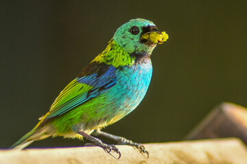 Obraz premium green-headed tanager