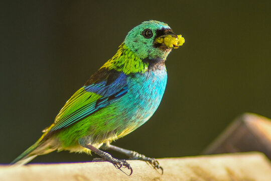 green-headed tanager