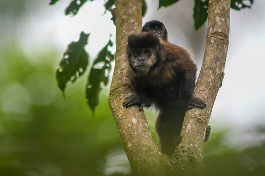 black capuchin