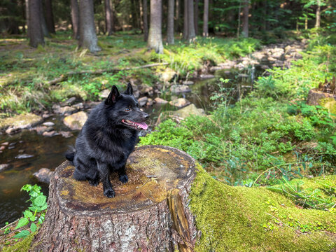 Happy schipperke dog sitting on stump in lush forest
