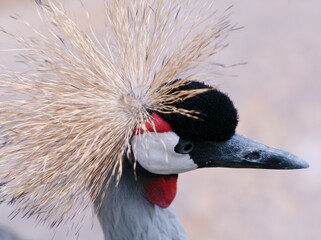 Obraz premium Crowned crane displays its distinctive head feathers and colorful facial features in close up. the intricate feather pattern and colors are highlighted