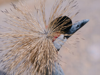 Close-up of a bird displaying its vibrant feather pattern with long, striking feathers and a distinctive head shape © danr13