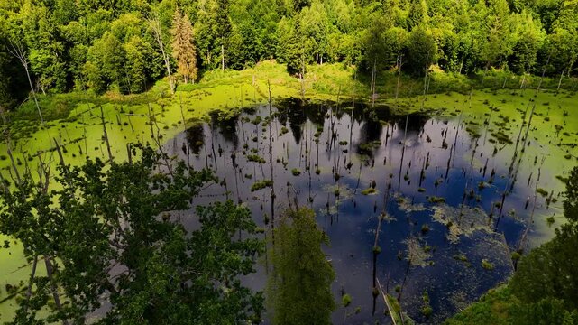 Aerial View of a Sunlit Forest Swamp with Dead Trees and Algae-Covered Water