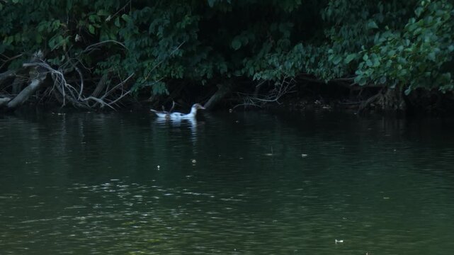 Domestic hybrid waterfowl Mulard duck swimming along dense green shore of pond. Natural lighting, wide shot, preservation atmosphere. Avian biology and wetland ecosystem concept.