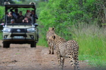 Cheetah Walking Past Safari Vehicle in South Africa landscape photo © Ry