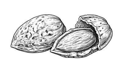 Fresh Mussels Ink Sketch Hand Drawn Seafood Engraving Vector Illustration Isolated on White Background © Mdashadul